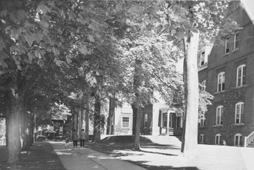 A black and white image of the tree lined walkway in front of Knowles Hall